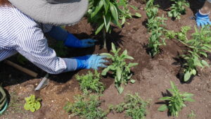 カサブランカ植え込みの様子