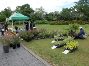 配布前の苗木の様子