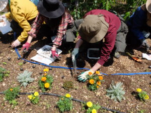 たねダンゴを植えている様子