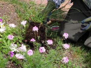 雑草を根からしっかり抜いています