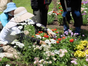 ブルーサルビアの摘心の様子