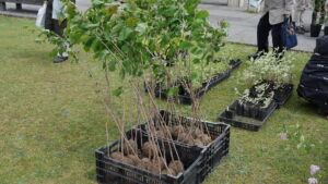 エゾヤマザクラの苗木