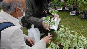 エレガンティシマ引換の様子