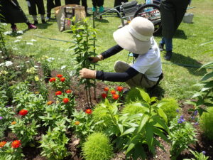 カサブランカの支柱立ての様子