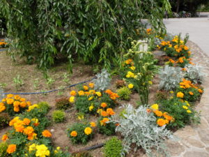 除草後の花壇の様子