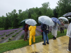 ラベンダーの解説を聞いています