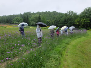 三尺バーベナとゴンフレナの小道