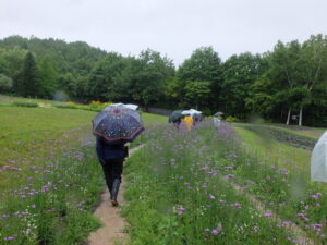 三尺バーベナとゴンフレナの小道