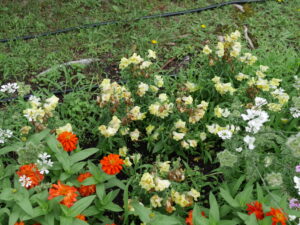 キンギョソウ・ジニア・レースフラワーの様子