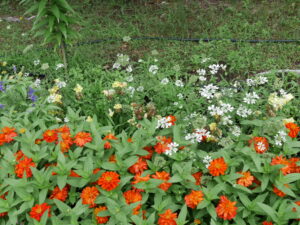 キンギョソウ・ジニア・レースフラワーの様子