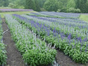 夏色ストライプガーデン（サルビア）