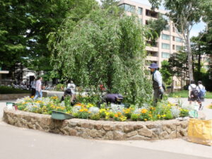 円形花壇作業中