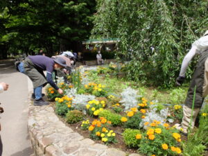 円形花壇施肥の様子