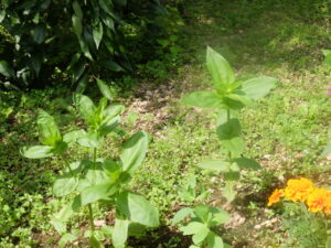 ハツユキソウのまわりにコスモス