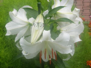 カサブランカと蝶