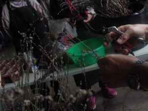 挿し穂の作り方のデモンストレーション