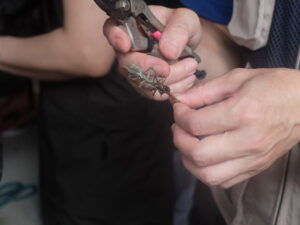 挿し穂作りのポイント説明