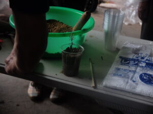 挿し木のデモンストレーションの様子