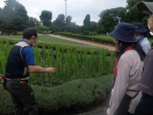 ラベンダー剪定後の星形花壇を見学