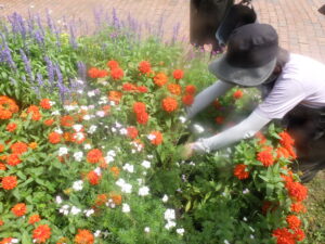 ジニアの透かし剪定