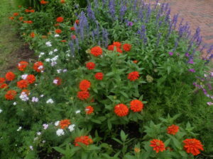 ジニアの剪定後の様子