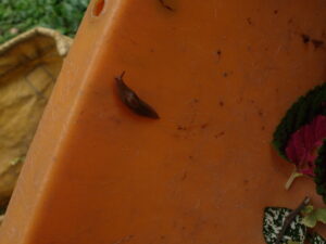 コンテナにいたナメクジ