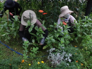 ジニアの支柱立て
