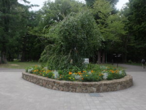 メンテナンス後の円形花壇の様子