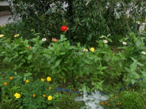 表面からみたジニアの支柱