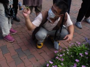 ペチュニアに灰色カビ病がみられました