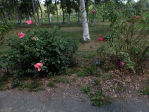 バラの生育に違いがでています
