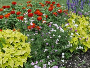 コリウス、ジニア、バーベナの状況