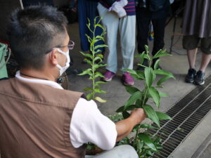 元気なユリとの比較