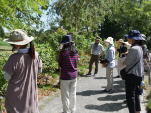 園路沿いのバラを見学