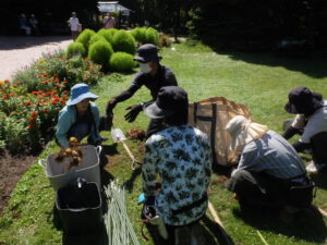 抜いたユリの球根を分けています