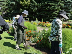 咲き終わったカサブランカを抜きます