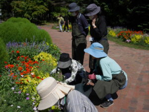 バーベナの剪定のポイントを確認しています