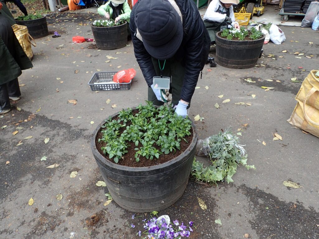植えこんだパンジー・ビオラの花を摘んでいる様子