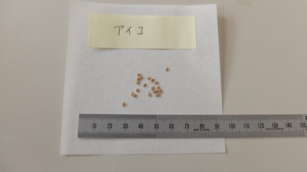 ミニトマト（アイコ）の種子