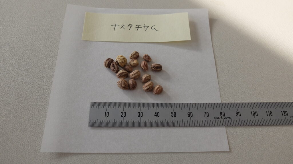 ナスタチウムの種子