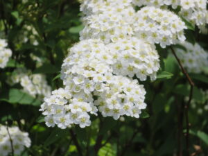 コデマリ（開花イメージ）