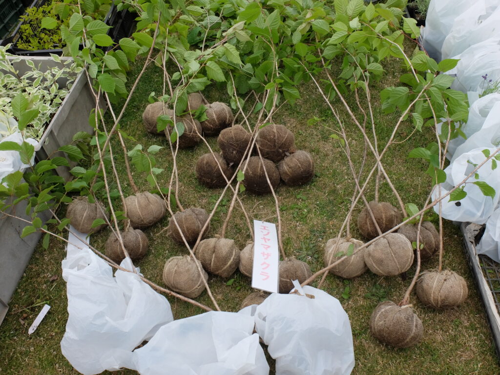 2024年記念樹プレゼントｰ北海道花の会・中道リース株式会社様よりご寄贈頂いたエゾヤマザクラ