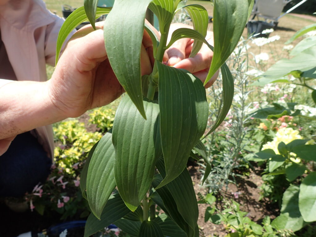 2024年さっぽろまちづくりガーデニング講座第9回目-講義風景