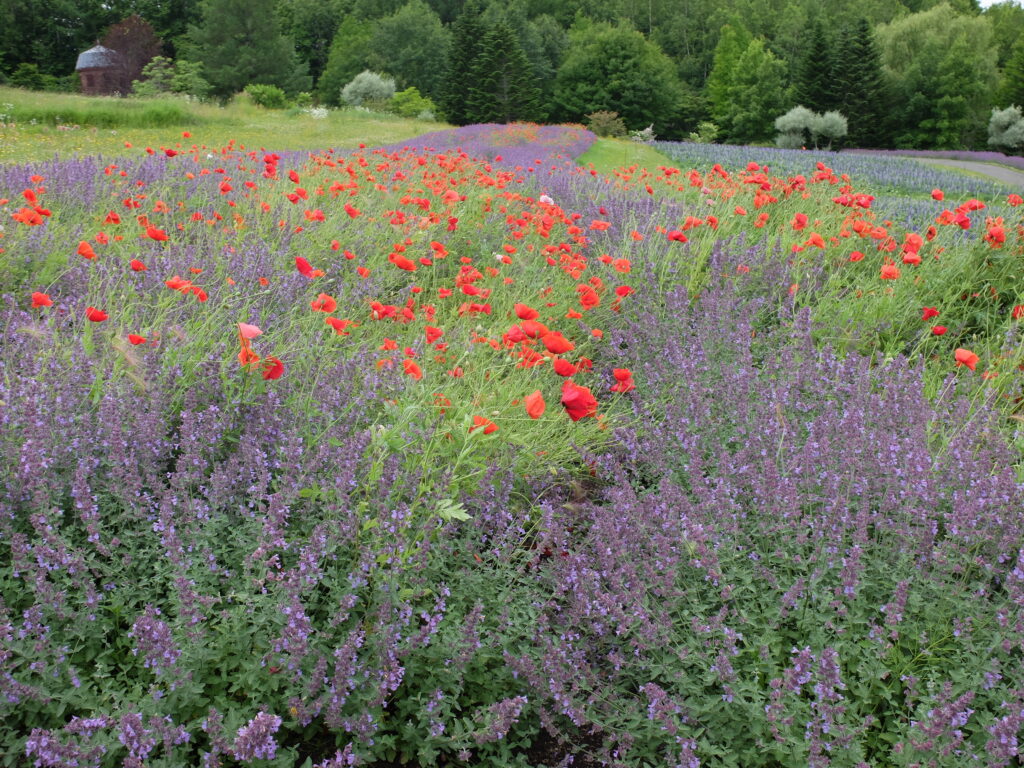 2024年さっぽろまちづくりガーデニング講座第10回目-見学会風景（ネペタ）