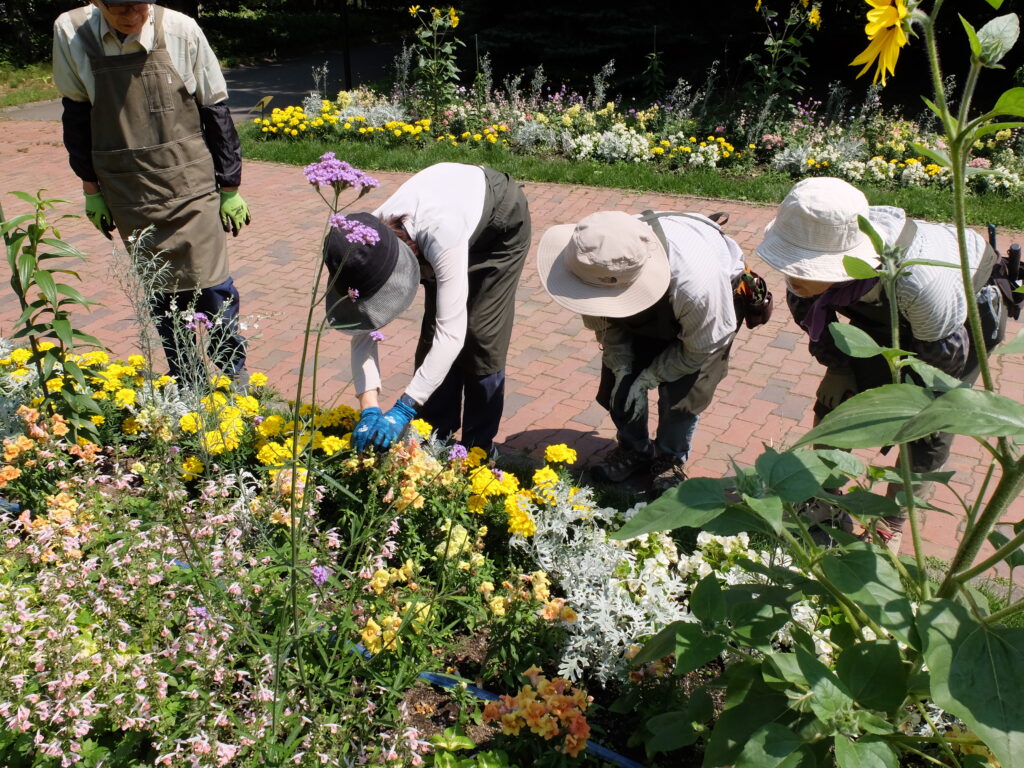 2024年さっぽろまちづくりガーデニング講座＜課外活動＞一年草花壇メンテナンス第1回目-メンテナンス風景