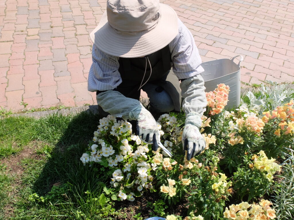 2024年さっぽろまちづくりガーデニング講座＜課外活動＞一年草花壇メンテナンス第1回目-メンテナンス風景