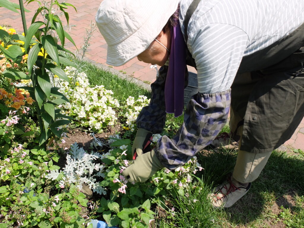 2024年さっぽろまちづくりガーデニング講座＜課外活動＞一年草花壇メンテナンス第1回目-メンテナンス風景
