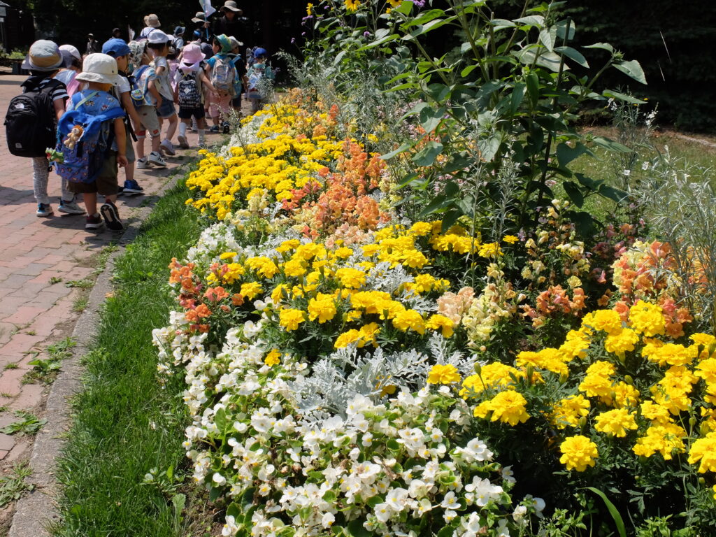 2024年さっぽろまちづくりガーデニング講座＜課外活動＞一年草花壇メンテナンス第1回目-メンテナンス風景