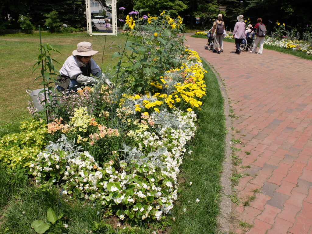 2024年さっぽろまちづくりガーデニング講座＜課外活動＞一年草花壇メンテナンス第1回目-メンテナンス風景