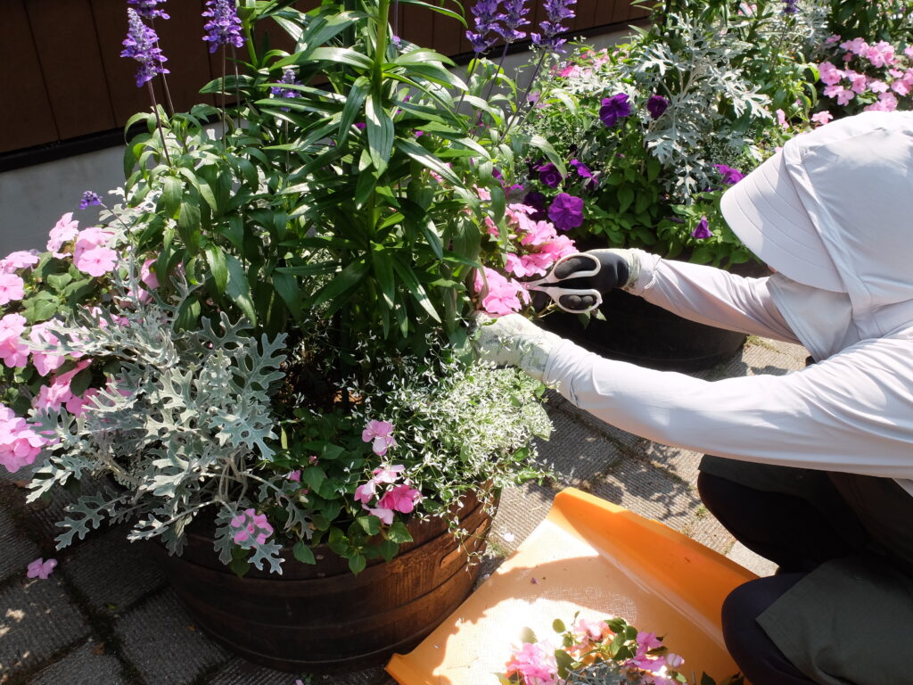 2024年さっぽろまちづくりガーデニング講座＜課外活動＞コンテナガーデンメンテナンス第2回目-メンテナンス風景
